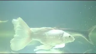 🔴 Relaxing Aquarium Live Fish Tank for Sleep & Study LIVE
