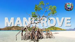 How Mangroves Can Save Our Planet