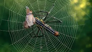 The hunting strategy of the giant spider: When spider silk becomes a weapon