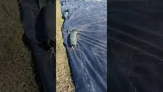 Silage Tarp - 1 month update