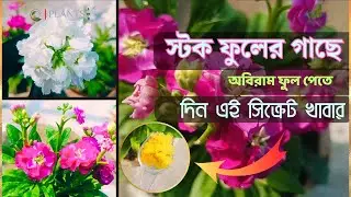 স্টক ফুল গাছের সম্পূর্ণ পরিচর্যা সহ ৫ টি গুরুত্বপূর্ণ টিপস্|Stock Flowers #স্টক ফুল @PlantsAtoZ150