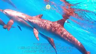 🌊 Pathways of Joy ✨ A Channeled Message from the Dolphins 🐬