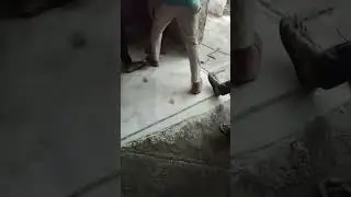 #Italian stone flooring work ##