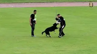 Wolfgang Schmidt mit dem Rüden Acci vom Wolfsplateau im Schutzdienst A: 99 B: 89 C: