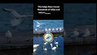 How Animals Navigate Using Earth&rsquo;s Magnetic Field | Amazing Natural GPS #science #sciencefacts