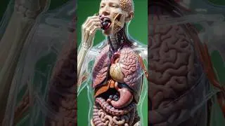 What Happens Inside Your Body When You Eat Grapes? 🍇 | 3D Medical Animation