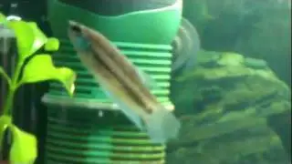 betta kuehnei Aquarium