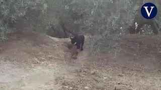 Una imagen de la supuesta pantera negra de Granada aviva su búsqueda por la Guardia Civil