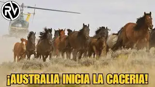 10.000 Caballos salvajes est&aacute;n siendo sacrificados en Australia