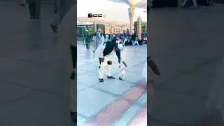 Cats in madina🕋🥰🤭#makkah #islamic #shorts #youtubeshorts #india #pakistan #cat #madina