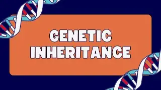 Multiple allele traits