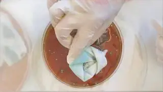 Micro.colours / Can pigments and dyes be created from microorganisms for a more sustainable future?