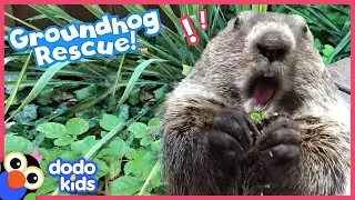 Cutest Baby Groundhog Chooses This Lady To Be Her Mom! | Rescued! | Dodo Kids