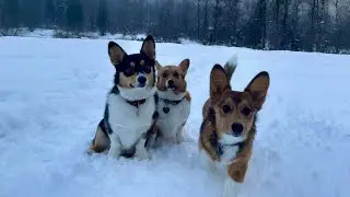 Corgi Snow Play!