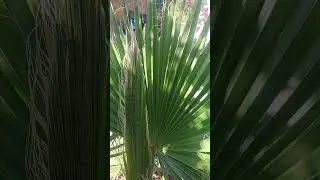 How fan shape leaves start