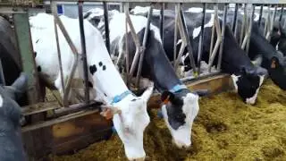 On farm with RUAS president Cyril Millar