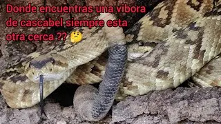 Vibora cascabel crotalus molossus