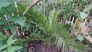 Which palms do I grow in my UK tropical garden?