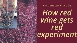 Where does the colour in red wine come from?