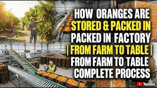 How Oranges Are Stored & Packed in Factory | From Farm to Table | Complete Process| 2026