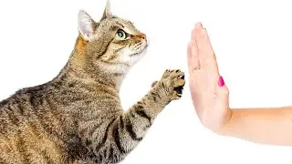 Discover the Ultimate Cat Lover's Guide to the Best Books #PETS