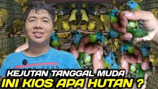 OBRAL HARGA RIBUAN EKOR BIRUNG LOKAL & IMPORT DIKIOS SIGIT PASAR BURUNG PRAMUKA HARI INI