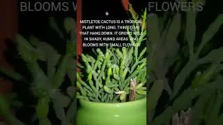 Day 1 of posting my The Mistletoe Cactus