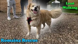 Can a Pro Dog Trainer Help My Romanian Rescue Walk on Lead?
