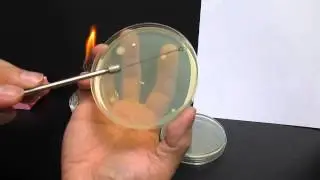 劃培養皿以得到單一菌落-03 (Streaking a plate to obtain isolated colonies-03)