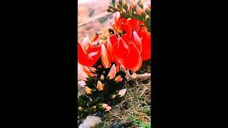 polas Flower