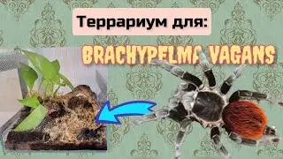 Террариум для паука - птицееда. Оформляем и заселяем паука. #террариум #паукптицеед