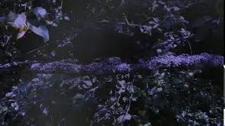 Black Panther New Jungle Movie Clip
