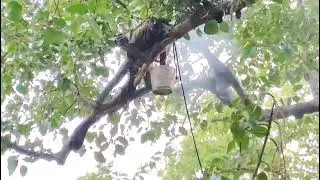 Honey Harvesting - Black Forest Honey 2025