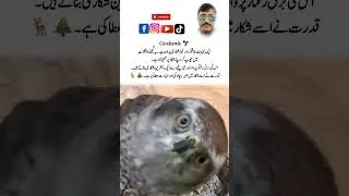 World&rsquo;s Fastest Forest Hunter | Goshawk 🦅 | Nature Facts #shorts