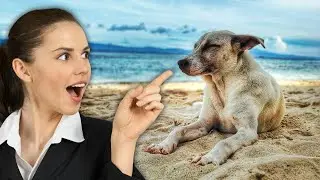The Amazing Memory of Dogs: How They Remember Faces and Places #facts #doyouknow