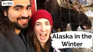 Visiting the Alaska Wildlife Conservation Center in the Winter | Anchorage Day Trips