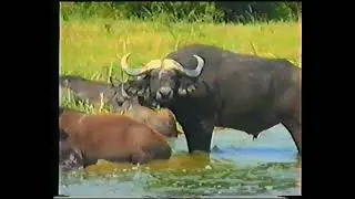 Uganda 2001 with Mweya Safari Lodge and Queen Elisabeth National Park and Kazinga Channel.