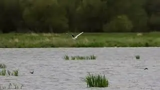 Zwergm&ouml;we in den Borgfelder W&uuml;mmewiesen (17.04.2025)