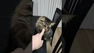 ash being a manager