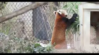Stand Up Red Panda