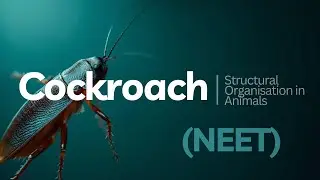 Cockroach &ndash; NEET Biology | Structural Organisation Class 11 | Morphology & Anatomy Explained
