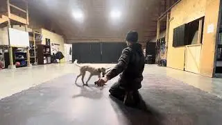 Out Command With Niko, Possessive Puppy Learns to Play Cooperatively