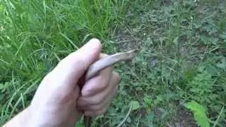 Веретеница Anguis fragilis