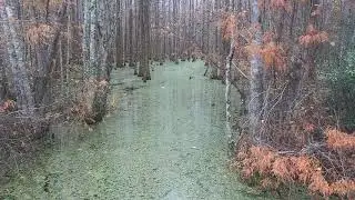 Mossy Blackwater swamp in Georgia