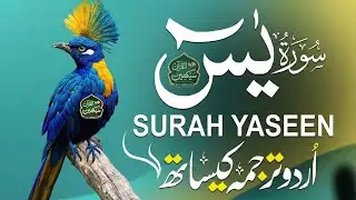 Surah Yaseen  (Surt Yasin) | Relaxing Quran Tilawat With Urdu & Hindi Tarjuma - Qari Mansoor #yasin