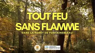 Tout feu sans flamme (dans le forêt de Fontainebleau) -J.CATOIR--HERMANT, R.NEUHOFF, B.DELVINCOURT