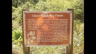 Hiking the Bog Thistle Trail