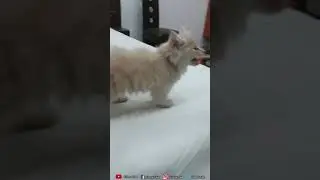 Cute Cats and Kittens Meowing April 7, 2021
