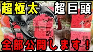 怪奇現象が起こってる...【異次元】の極太阿古谷...国産オオクワガタの飼育環境を見て聞いてみた...