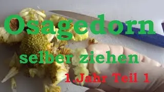 Osagedorn aus Samen selber ziehen das erste Jahr Teil 1